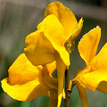 A set of flowers.