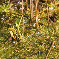 Growing in algae.