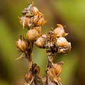 Dried and shedding seed.