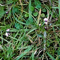 Utricularia dichotoma