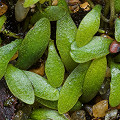 Utricularia dichotoma