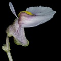 Utricularia dichotoma