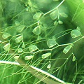 Utricularia foliosa