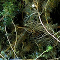 Submerged foliage.