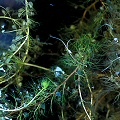 Submerged foliage.