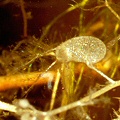 Underwater view, natural light.