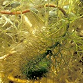 Utricularia geminiscapa