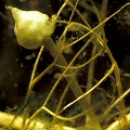 Underwater flower.