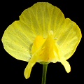 Utricularia gibba