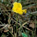 Utricularia gibba