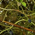 Utricularia gibba