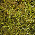 Utricularia gibba