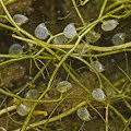 Utricularia gibba