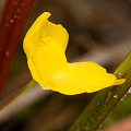 Utricularia gibba