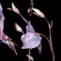 A grouping of flowers.