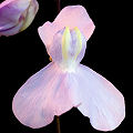 A front view of a flower.