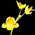 Utricularia inflata