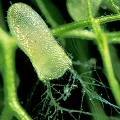 Utricularia inflata