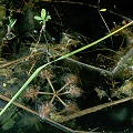 Utricularia inflata