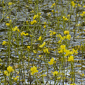 Utricularia inflata