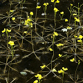 Utricularia inflata