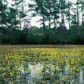 Utricularia inflata