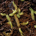 Growing in Lake Almanor.