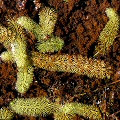 Growing in Lake Almanor.