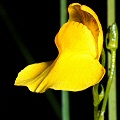 Utricularia intermedia