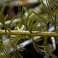 Utricularia intermedia