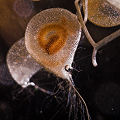 Utricularia intermedia eating a wormlet.