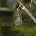 Utricularia intermedia