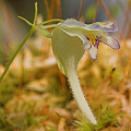 The flower viewed obliquely.