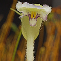 A more distant view of the flower.