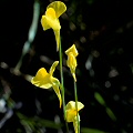 U. juncea