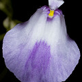 Utricularia livida