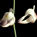 Utricularia livida