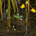 Utricularia macrorhiza