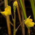 Utricularia