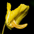 Utricularia macrorhiza