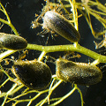 Utricularia macrorhiza