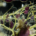 Utricularia macrorhiza