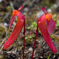 Utricularia menziesii