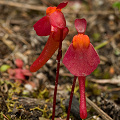 Utricularia menziesii