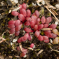 Clusters of leaves, Western Australia.