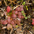 More leaves, Western Australia.