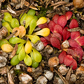 Notice that one cluster is intensely green, Western Australia.