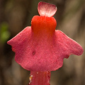 Utricularia menziesii