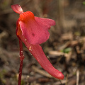 Utricularia menziesii