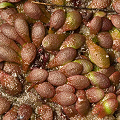 Utricularia menziesii